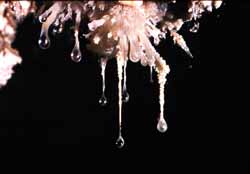 Mucolite. La goutte d'eau qui perle au bout de la concrétion filaire a un pH proche de 1, il s'agit en fait d'acide sulfurique (grotta del Fiume, Gorges de Frasassi, Marches) (photo Sandro Galdenzi)
